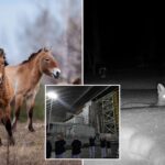 chernobyl’s-radioactive-landscape-is-testament-to-nature’s-resilience-and-survival-spirit