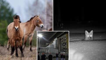 chernobyl’s-radioactive-landscape-is-testament-to-nature’s-resilience-and-survival-spirit