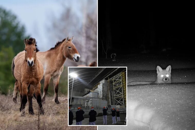 chernobyl’s-radioactive-landscape-is-testament-to-nature’s-resilience-and-survival-spirit