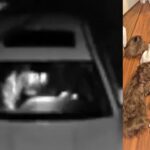 ‘clearly-a-human-in-a-bear-suit’:-california-trio-jailed-for-staging-fake-bear-attacks-on-rolls-royce-and-mercedes-in-$142k-insurance-scam-(video)