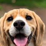 watch:-activists-try-to-remove-2,000-beagles-from-wisconsin-research-facility