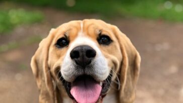 watch:-activists-try-to-remove-2,000-beagles-from-wisconsin-research-facility
