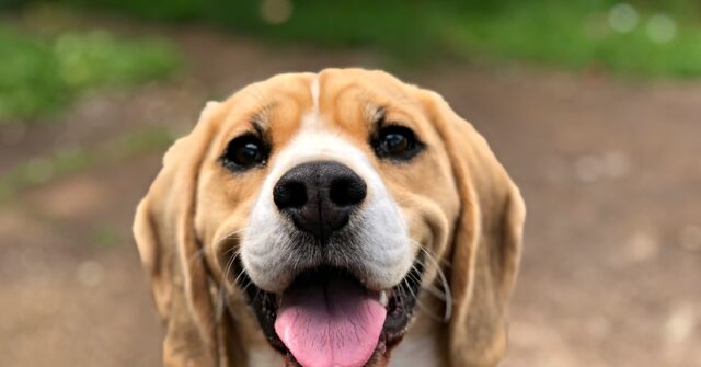 watch:-activists-try-to-remove-2,000-beagles-from-wisconsin-research-facility