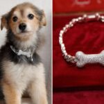 canine-couture-gets-a-major-glow-up-with-gold,-diamond-and-ruby-custom-collars-—-for-a-whopping-$150k