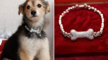 canine-couture-gets-a-major-glow-up-with-gold,-diamond-and-ruby-custom-collars-—-for-a-whopping-$150k