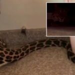 leopard-found-lurking-under-bed-after-strolling-into-home-from-indian-forest