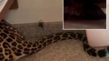 leopard-found-lurking-under-bed-after-strolling-into-home-from-indian-forest