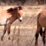 watch:-animals-are-thriving-on-contaminated-land-in-chernobyl’s-radioactive-exclusion-zone