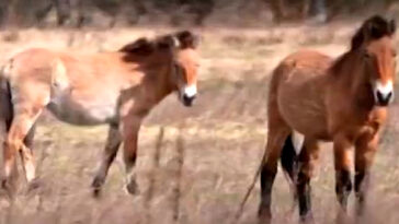 watch:-animals-are-thriving-on-contaminated-land-in-chernobyl’s-radioactive-exclusion-zone