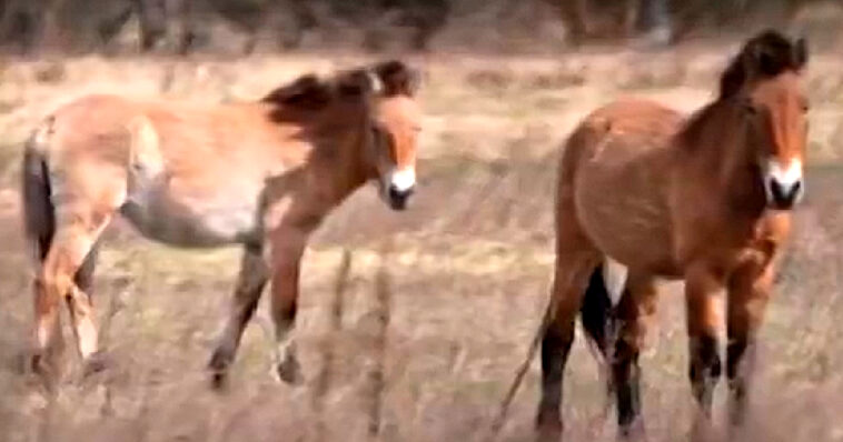 watch:-animals-are-thriving-on-contaminated-land-in-chernobyl’s-radioactive-exclusion-zone