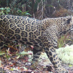 elusive-‘cloud-jaguar’-caught-on-film-for-first-time-in-decade,-prowling-in-fabled-mountain-range