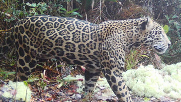 elusive-‘cloud-jaguar’-caught-on-film-for-first-time-in-decade,-prowling-in-fabled-mountain-range