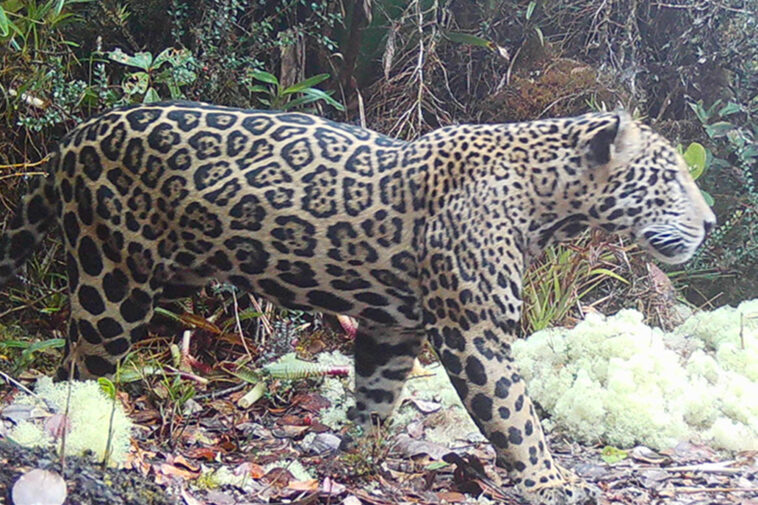 elusive-‘cloud-jaguar’-caught-on-film-for-first-time-in-decade,-prowling-in-fabled-mountain-range