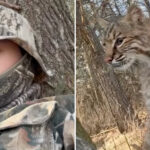 wisconsin-teen-mauled-by-bobcat-during-turkey-hunt-in-terrifying-viral-video