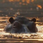 colombia-struggles-to-take-care-of-pablo-escobar’s-‘cocaine-hippos’