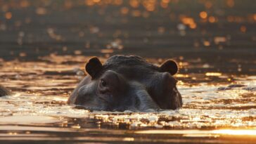colombia-struggles-to-take-care-of-pablo-escobar’s-‘cocaine-hippos’