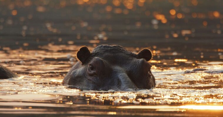 colombia-struggles-to-take-care-of-pablo-escobar’s-‘cocaine-hippos’