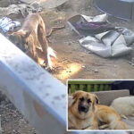 horrific-moment-mountain-lion-breaks-into-socal-woman’s-backyard-and-rips-apart-her-husky-and-anatolian-shepherd