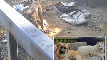 horrific-moment-mountain-lion-breaks-into-socal-woman’s-backyard-and-rips-apart-her-husky-and-anatolian-shepherd