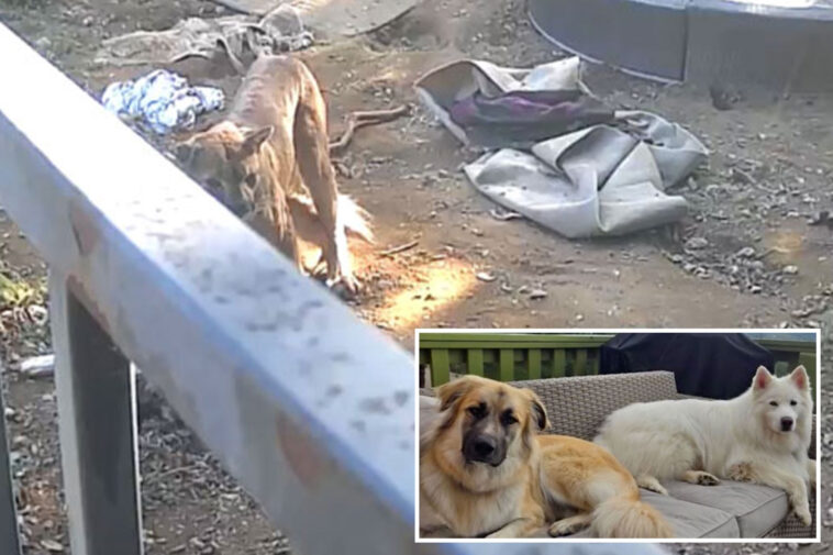 horrific-moment-mountain-lion-breaks-into-socal-woman’s-backyard-and-rips-apart-her-husky-and-anatolian-shepherd