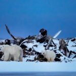endangered-polar-bears-could-be-legally-killed-by-drilling-projects-in-alaska-under-trump-admin-proposal