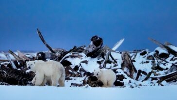 endangered-polar-bears-could-be-legally-killed-by-drilling-projects-in-alaska-under-trump-admin-proposal