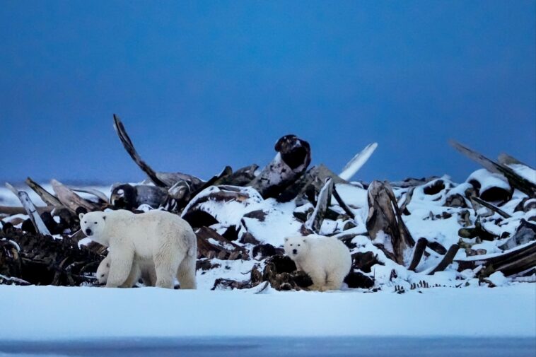 endangered-polar-bears-could-be-legally-killed-by-drilling-projects-in-alaska-under-trump-admin-proposal