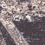 americans-among-injured-at-shooting-caught-on-video-at-tourist-hot-spot-in-mexico