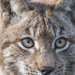 watch:-wisconsin-bobcat-stalks-and-lunges-at-19-year-old-hunter