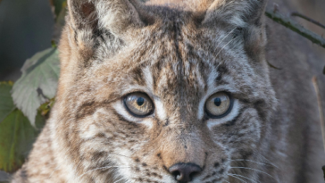 watch:-wisconsin-bobcat-stalks-and-lunges-at-19-year-old-hunter