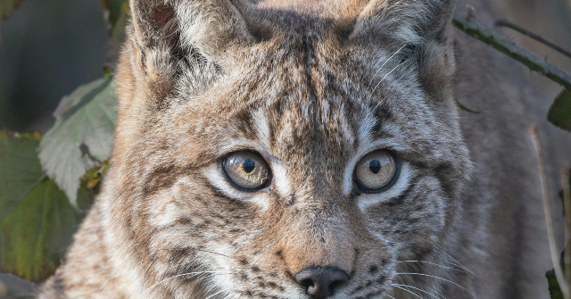 watch:-wisconsin-bobcat-stalks-and-lunges-at-19-year-old-hunter