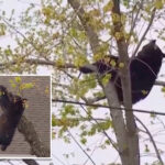 curious-black-bear-tranquilized-by-cops,-topples-out-of-tree-after-hours-long-standoff-in-albany