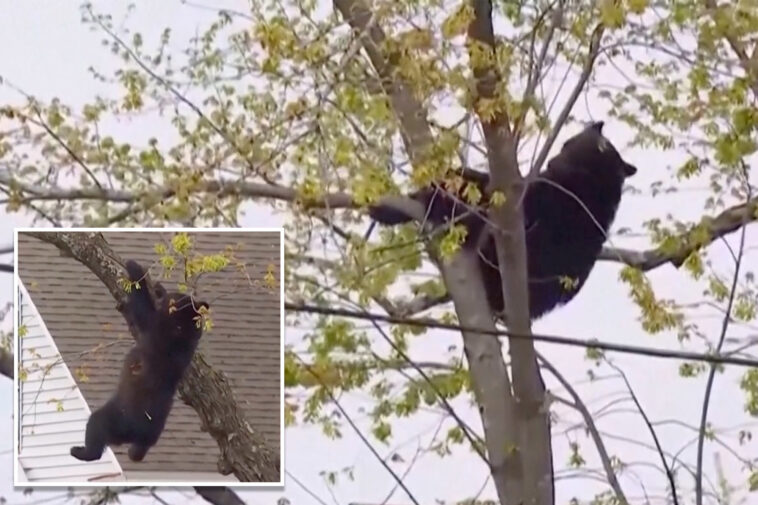 curious-black-bear-tranquilized-by-cops,-topples-out-of-tree-after-hours-long-standoff-in-albany