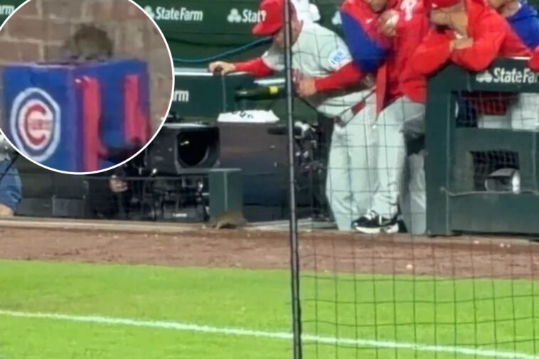 phillies-terrified-as-rat-scurries-by-dugout-during-seventh-straight-loss