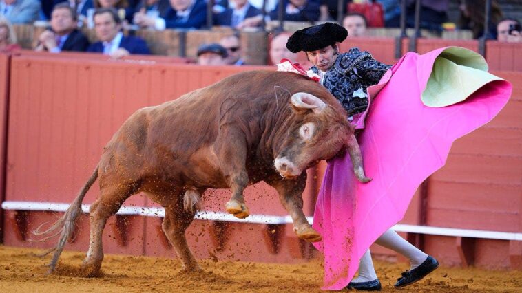 bullfighter-suffers-perforated-rectum-after-being-gored-in-comeback-from-retirement