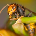 invasive-‘murder-hornet’-lookalike-could-destroy-pollinators-if-spread-continues,-experts-warn