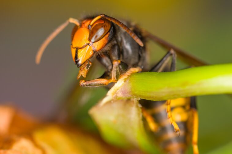 invasive-‘murder-hornet’-lookalike-could-destroy-pollinators-if-spread-continues,-experts-warn