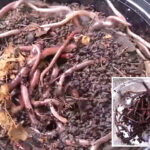 invasive-‘crazy-worms’-confirmed-in-california,-and-there’s-no-way-to-kill-them