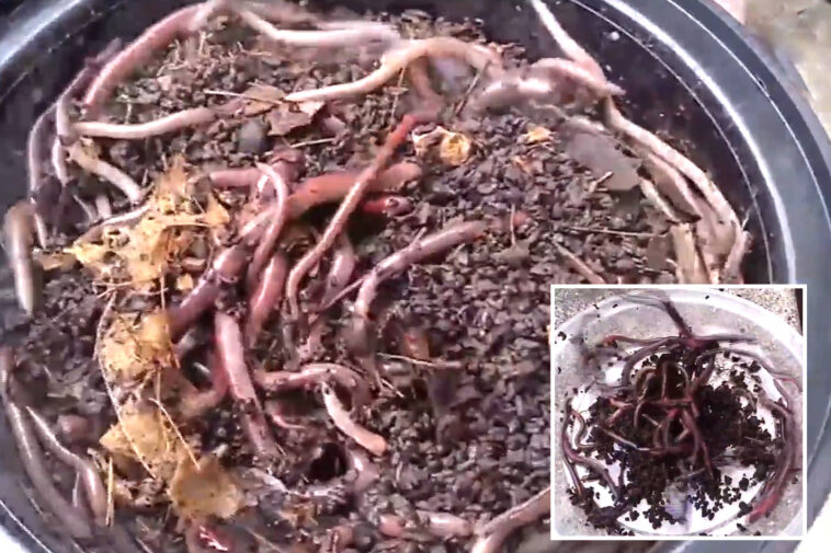 invasive-‘crazy-worms’-confirmed-in-california,-and-there’s-no-way-to-kill-them