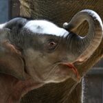 asian-elephant-calf-makes-her-public-debut-at-dc’s-national-zoo
