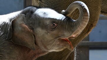 asian-elephant-calf-makes-her-public-debut-at-dc’s-national-zoo