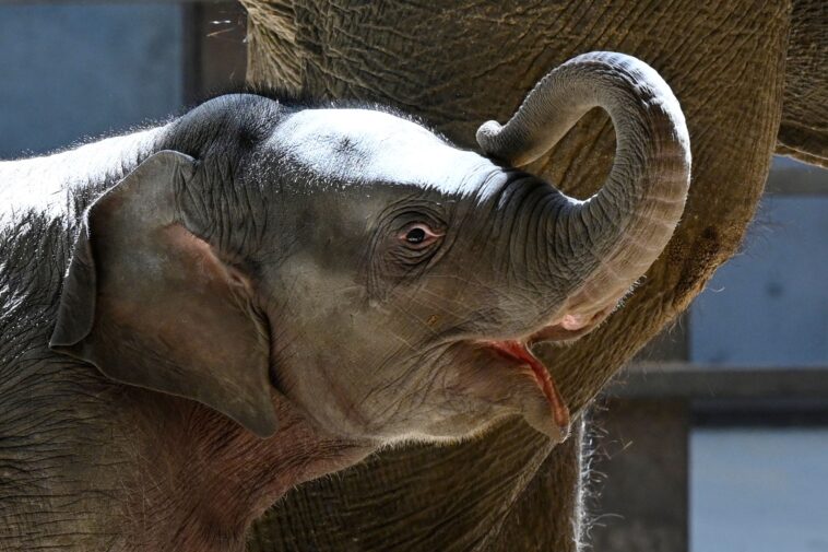asian-elephant-calf-makes-her-public-debut-at-dc’s-national-zoo