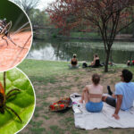 tick,-mosquito-plagues-could-suck-new-york-dry-this-summer-—-here’s-how-to-keep-yourself-safe