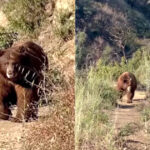 watch:-massive-brown-bear-charges-hiker-in-angeles-national-forest,-his-reaction-goes-viral