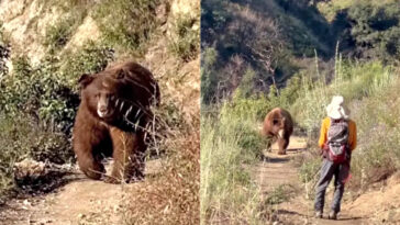watch:-massive-brown-bear-charges-hiker-in-angeles-national-forest,-his-reaction-goes-viral
