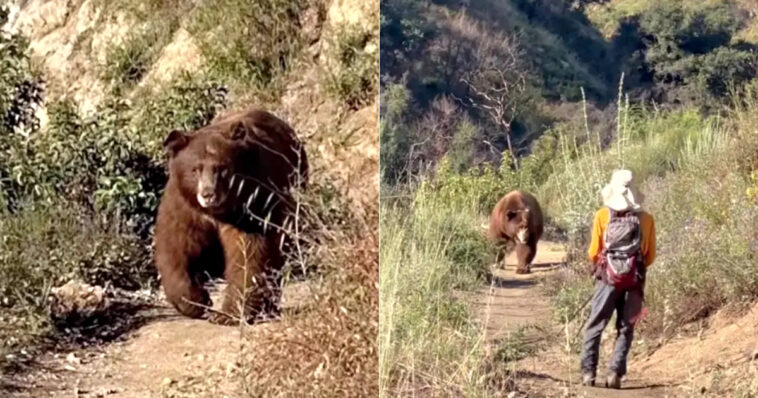 watch:-massive-brown-bear-charges-hiker-in-angeles-national-forest,-his-reaction-goes-viral