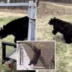 tranquilized-bear-that-clung-to-tree-in-albany-for-hours-has-new-life-—-see-the-pics