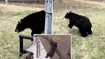 tranquilized-bear-that-clung-to-tree-in-albany-for-hours-has-new-life-—-see-the-pics