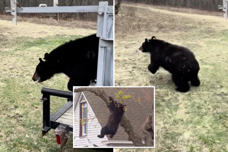 tranquilized-bear-that-clung-to-tree-in-albany-for-hours-has-new-life-—-see-the-pics