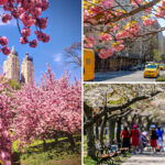 nyc-experiencing-a-‘moderate’-drought-—-and-it-may-shorten-cherry-blossom-season